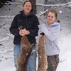 Western Bobcat