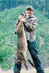 Hunting Bobcat