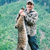 Western Bobcat