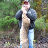 Western Bobcat