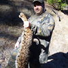 Western Bobcat