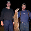 Western Bobcat