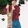 Western Bobcat