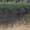 Columbian Whitetail Deer