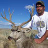 Rifle Mule Deer Wyoming