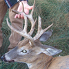 Archery Columbian Whitetail Deer